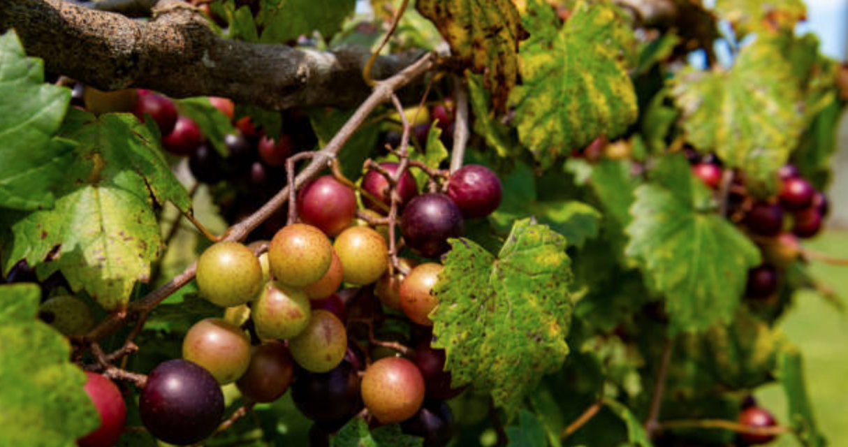 Volunteers Needed To Pick Grapes For A Good Cause At County Farm