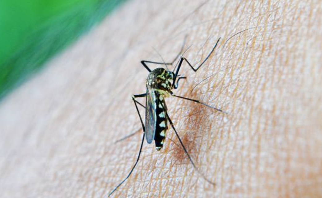 North Carolina Sees First Death Of The Year From West Nile Virus