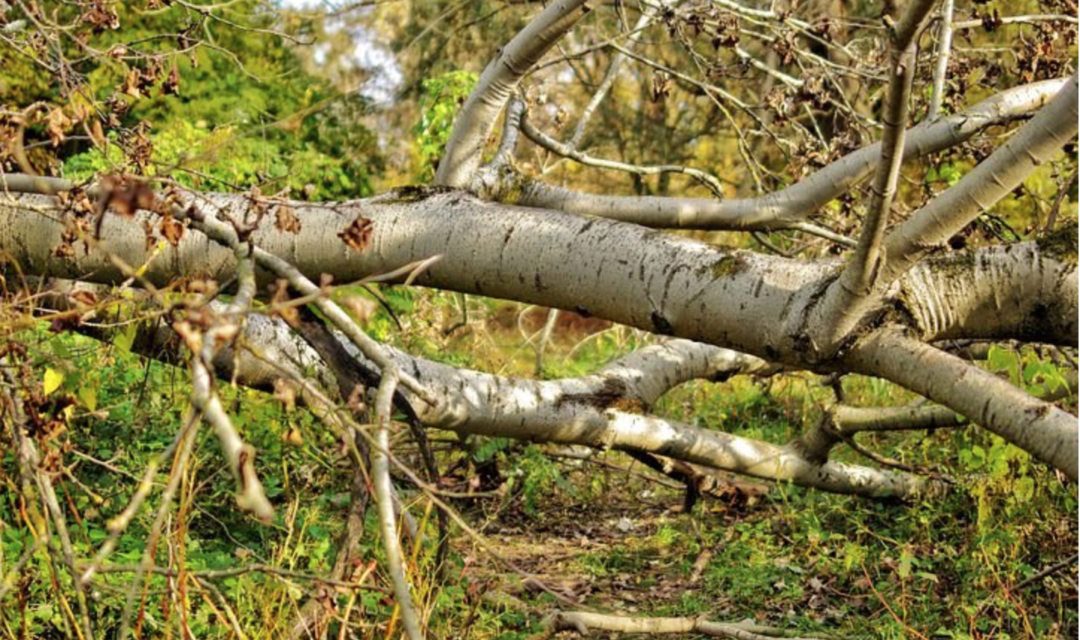 Get Your High Point Storm Debris Instructions Here