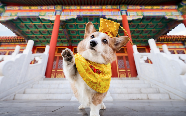 Expanded Humane Society Services Reaping Rewards