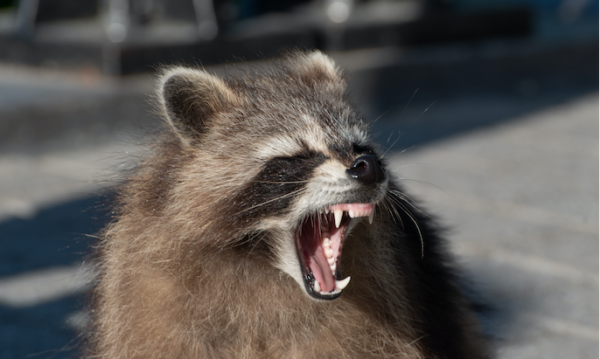 Guilford County Is Not The Rabies Capital Of The World, However…
