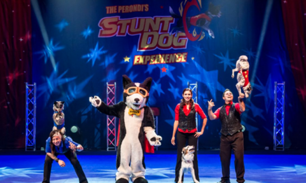 High Point Hosts More Stunt Dogs Than You Can Shake A Stick At