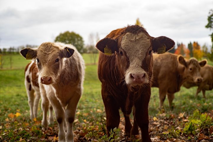 Three New Spaces To Be Added To County’s Farmland Preservation Program