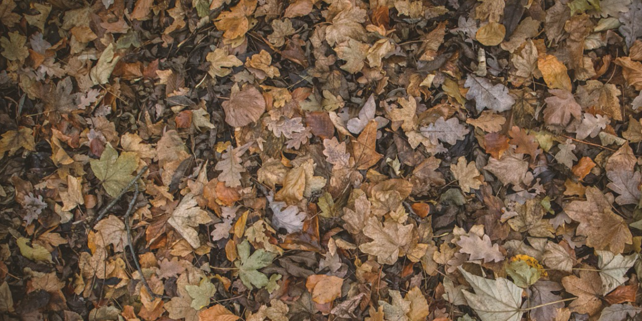 High Point Yard Waste Police Don’t Want To See Leaves In Plastic