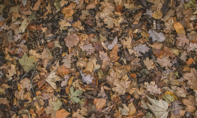 High Point Yard Waste Police Don’t Want To See Leaves In Plastic