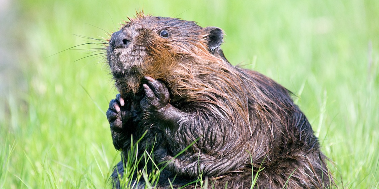 The Soil And Water People Will Help You With Your Beaver Problem