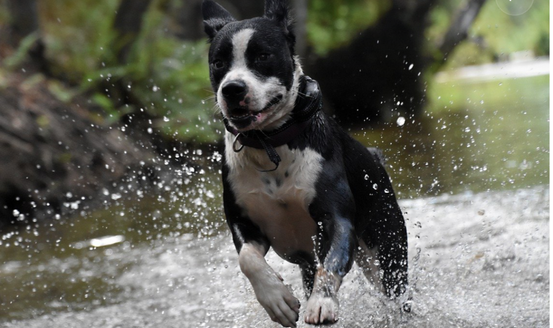 Creek Week Flows Into Guilford County Soon In June