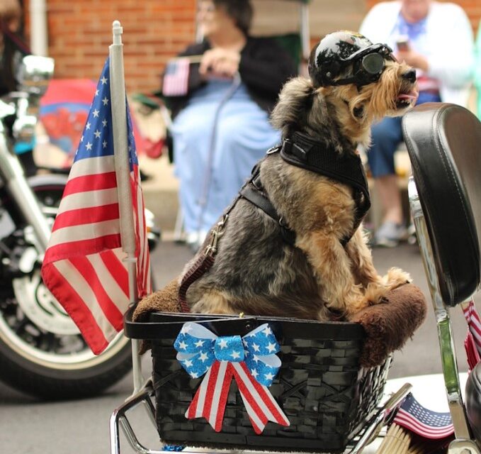 Animal Services Says Don’t Let Fireworks Freakout Your Pets