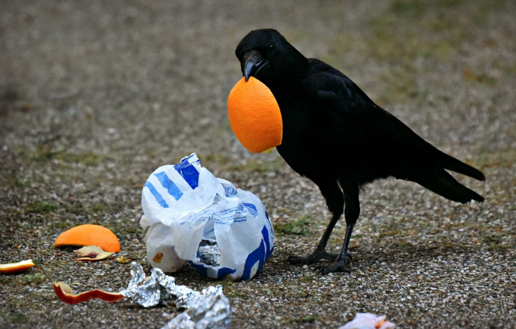 County Seeks Your Feedback On Trash And Recycling