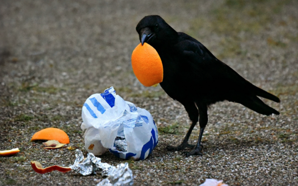 County Seeks Your Feedback On Trash And Recycling