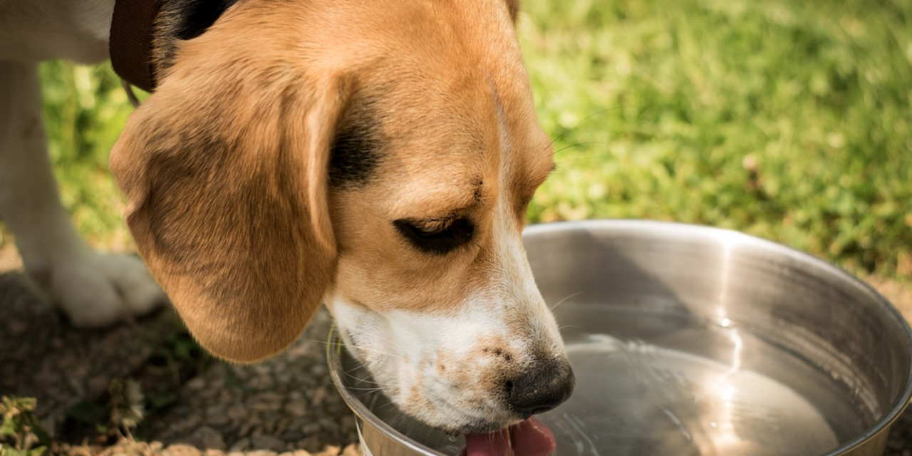 Animal Shelter: Don’t Let Summer Heat Cause Your Pet To Suffer Or Worse