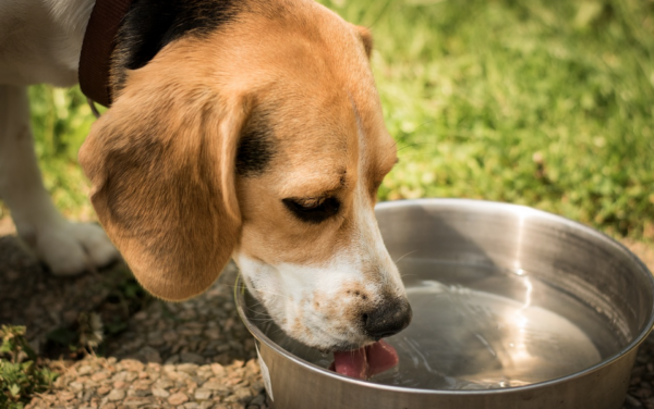 Animal Shelter: Don’t Let Summer Heat Cause Your Pet To Suffer Or Worse