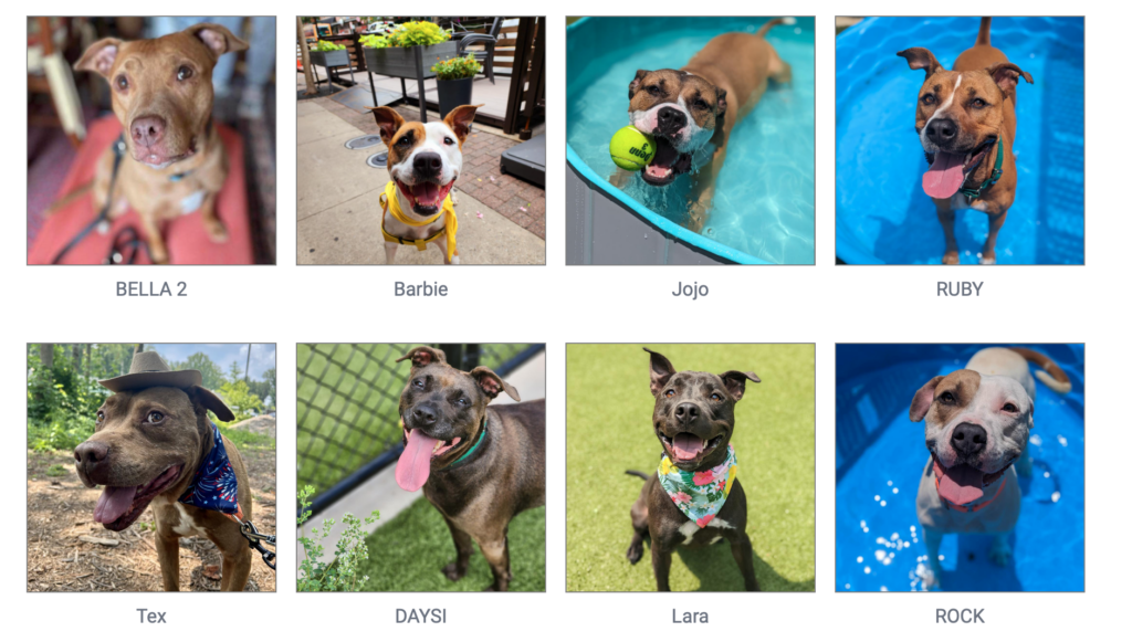 County’s Animal Shelter Badly Needs Doggie Foster Families The Rhino