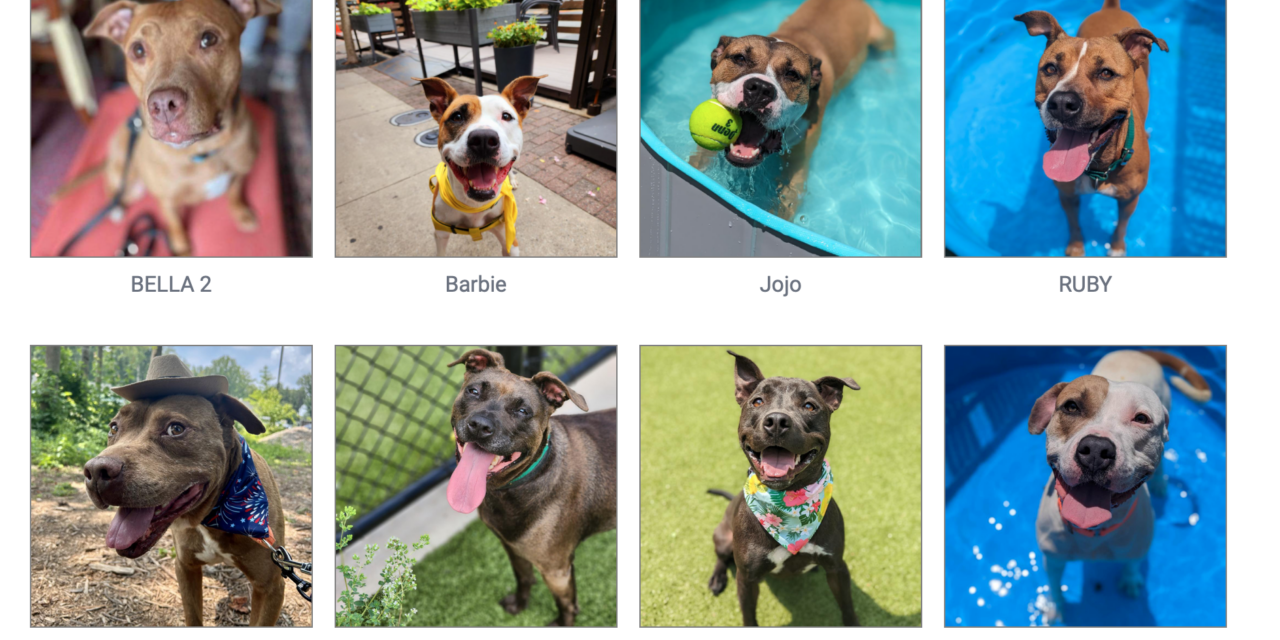 County’s Animal Shelter Badly Needs Doggie Foster Families