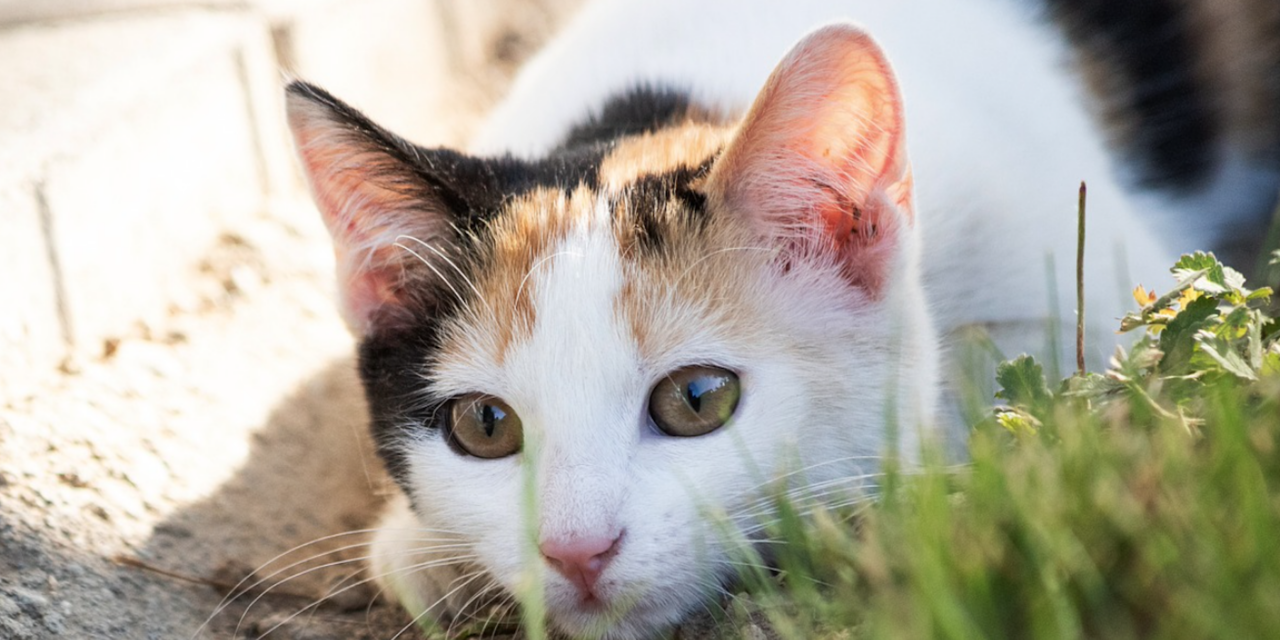 Animal Shelter Puts Cat Intake On Hold Due To Virus Threat