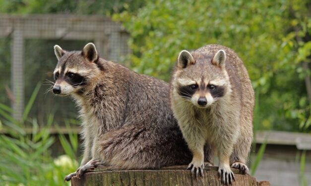 NC Wildlife Officials’ Ruse Tricks Raccoons Into Getting Vaccinated