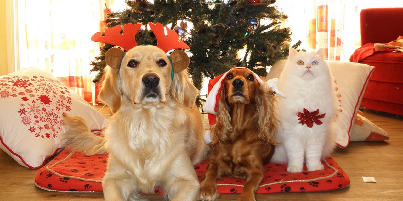 Don’t Leave The Animal Shelter Off Your Christmas Gift List