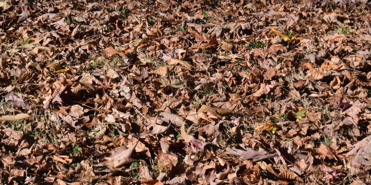 Now Not Raking Gives You A Chance To Win A Contest