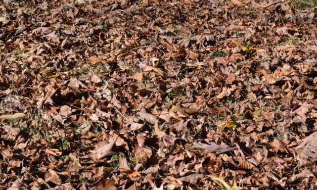 ‘Leave The Leaves’ Kicked To the Curb By Greensboro Residents