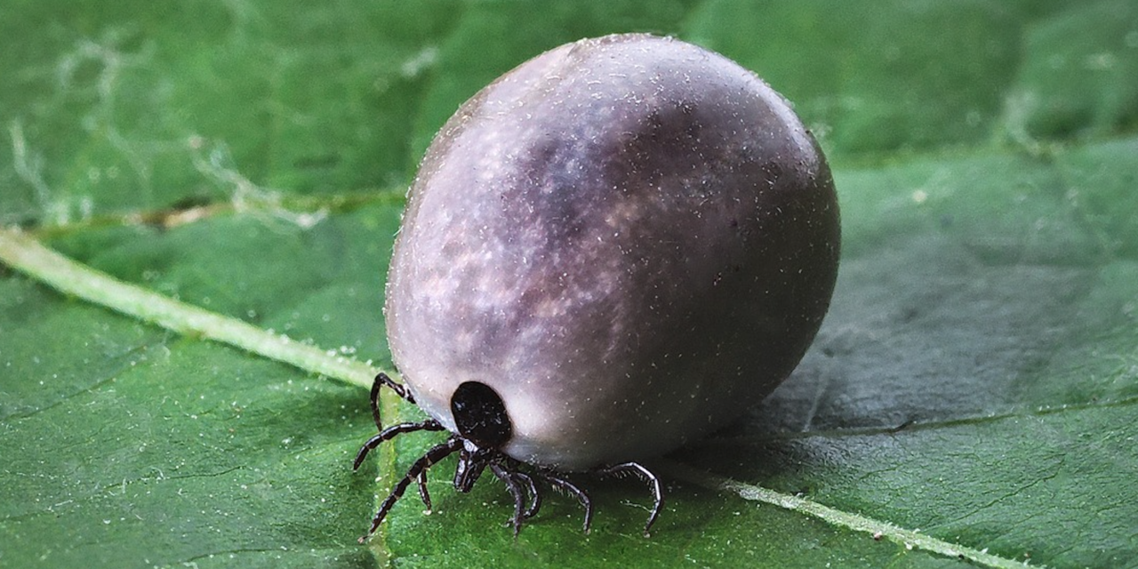 Found A Tick On You? Mail It To NC State For Free