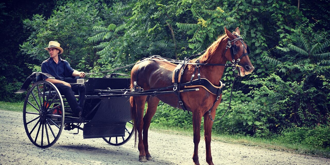 City Attempting To Move Horse Back In Front Of Cart