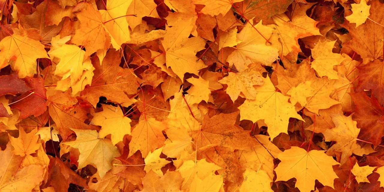 Greensboro Gives You Cheat Sheet On Fall Yard Waste Policy