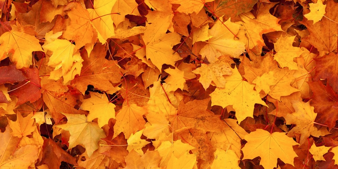 The City Really Is Not Picking Up Leaves In Plastic Bags