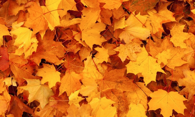 City Tells You Where You Can Put Your Yard Waste