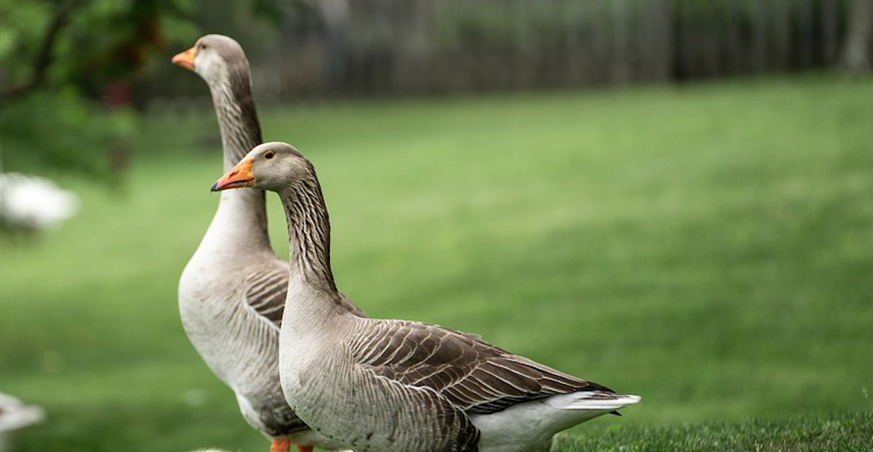 Local Residents Up In Arms Over Goose Abuse