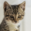 Animal Shelter Limits Intake of Cats Due To Feline Virus