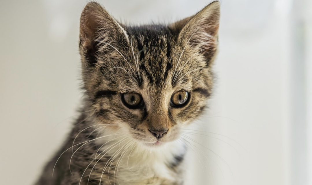 Animal Shelter Limits Intake of Cats Due To Feline Virus