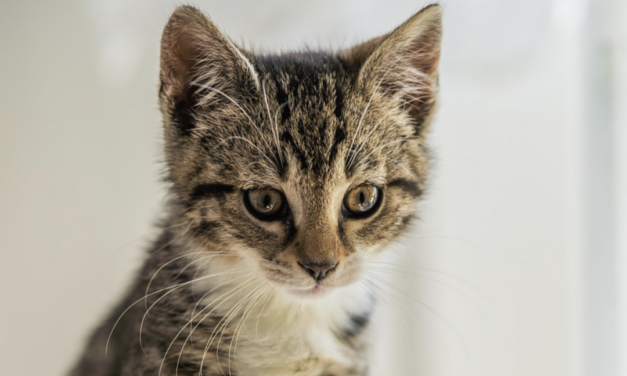 Animal Shelter Limits Intake of Cats Due To Feline Virus