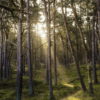 State And Guilford County Partner To Protect Forest Land