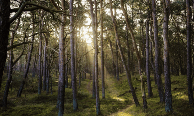State And Guilford County Partner To Protect Forest Land