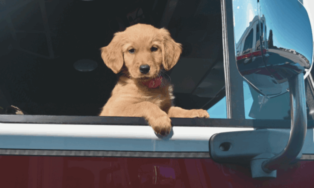 Greensboro Fire Department Goes To The Dogs