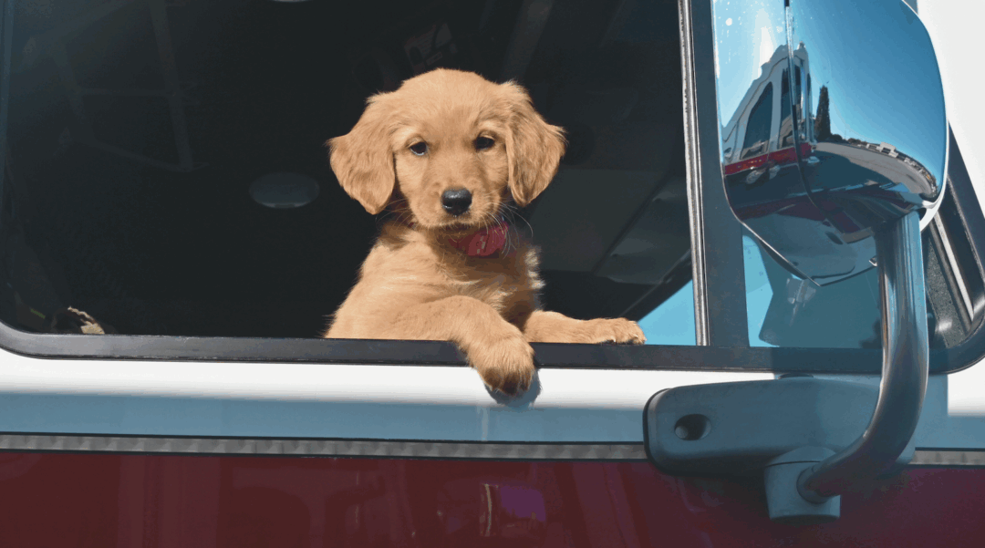 Greensboro Fire Department Goes To The Dogs