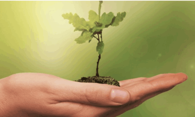 Tree Sale Lets Residents Start Planning For Spring In The Dead Of Winter