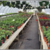 Veggies, Herbs, Flowers And More –County Farm Plant Sale Opens April 1