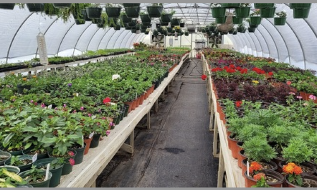 Veggies, Herbs, Flowers And More –County Farm Plant Sale Opens April 1