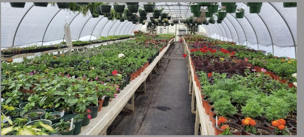 Veggies, Herbs, Flowers And More –County Farm Plant Sale Opens April 1