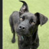 Event Aims To Help Guilford County’s Overlooked Black Cats And Dogs Find Homes