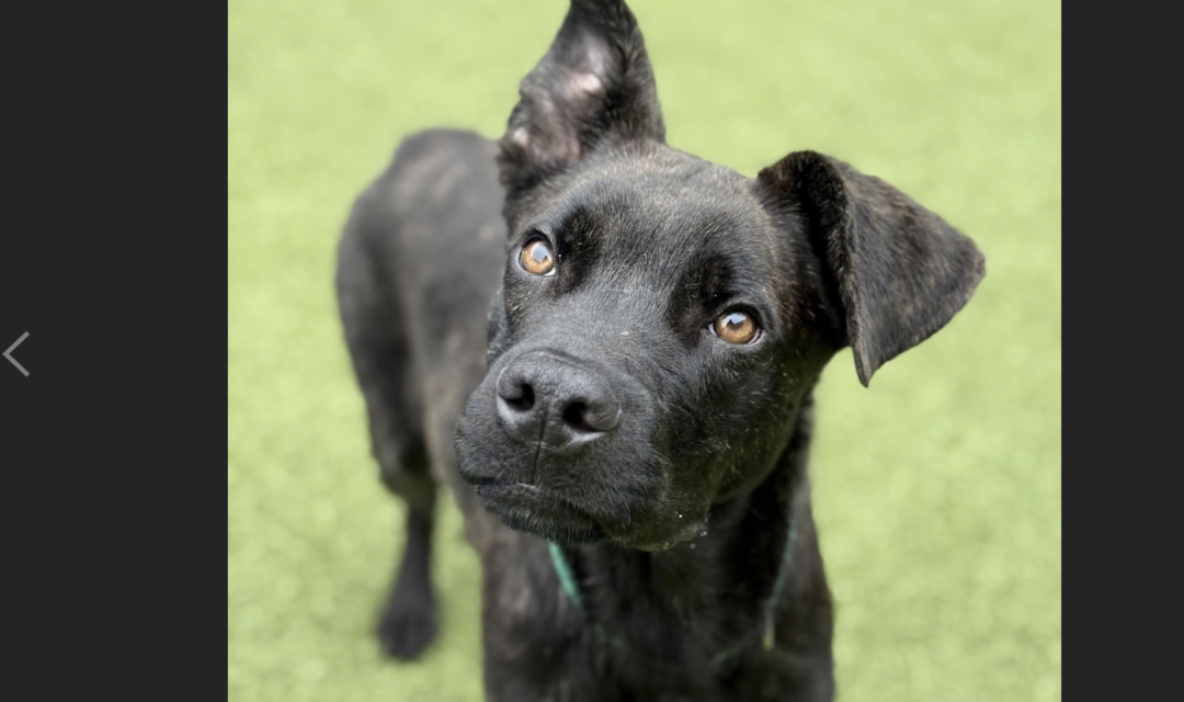 Event Aims To Help Guilford County’s Overlooked Black Cats And Dogs Find Homes