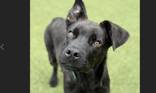 Event Aims To Help Guilford County’s Overlooked Black Cats And Dogs Find Homes