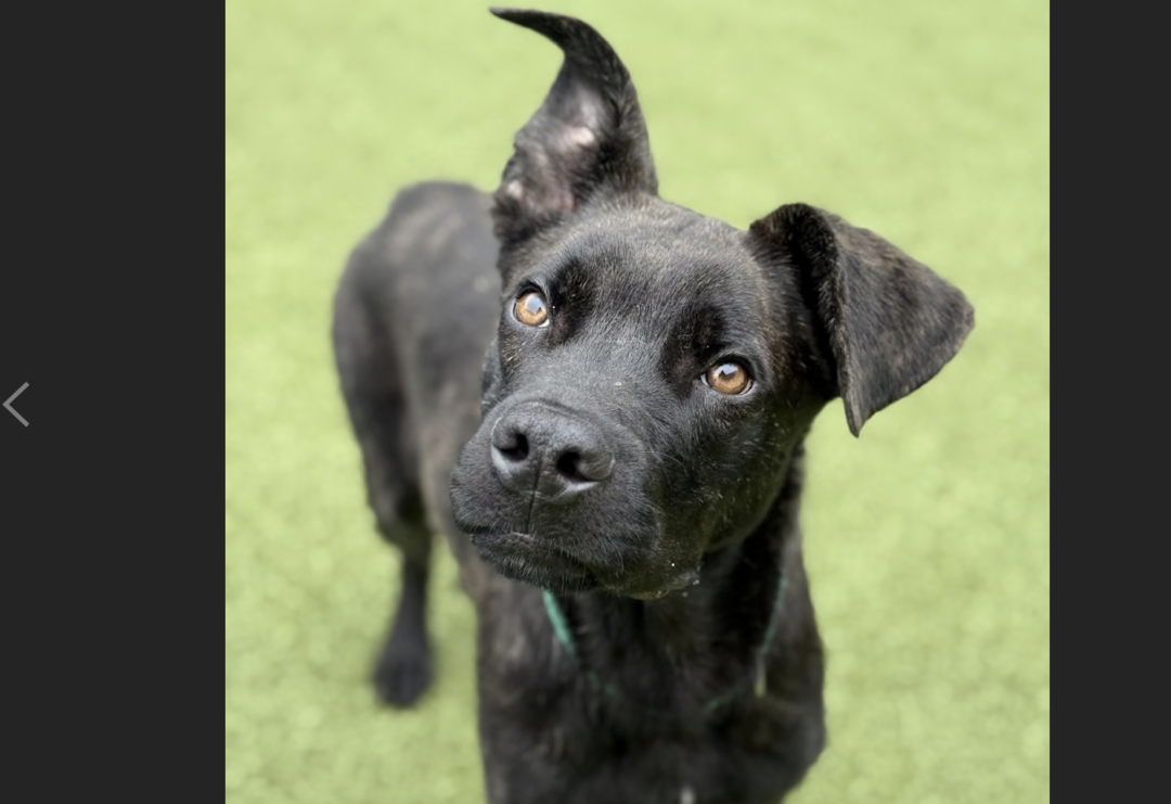 Event Aims To Help Guilford County's Overlooked Black Cats And Dogs Find Homes