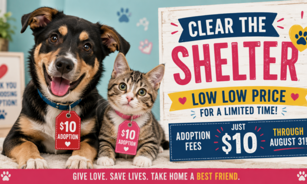 Guilford County Animal Shelter Has Fire Sale On Cats And Dogs