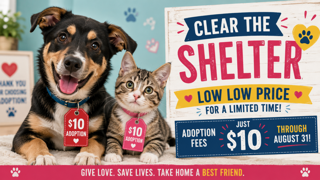 Guilford County Animal Shelter Has Fire Sale On Cats And Dogs