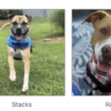 Animal Shelter Needs Help Now With Hundreds Of Animals