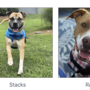 Animal Shelter Needs Help Now With Hundreds Of Animals