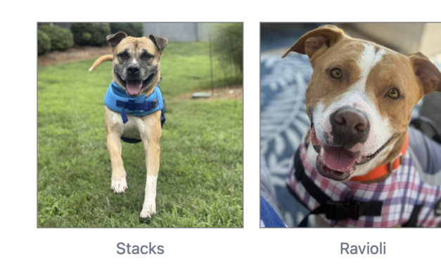 Animal Shelter Needs Help Now With Hundreds Of Animals