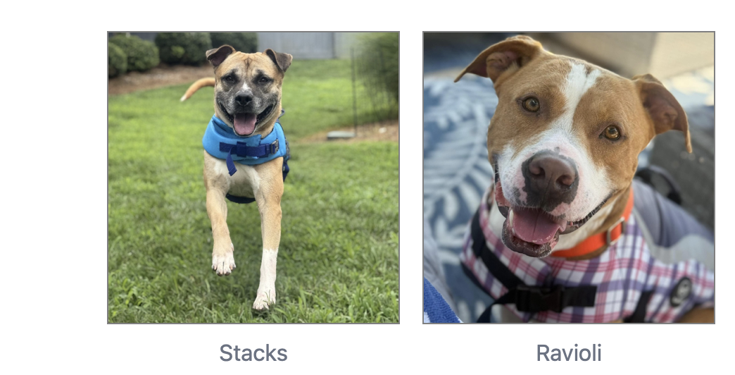 Animal Shelter Needs Help Now With Hundreds Of Animals